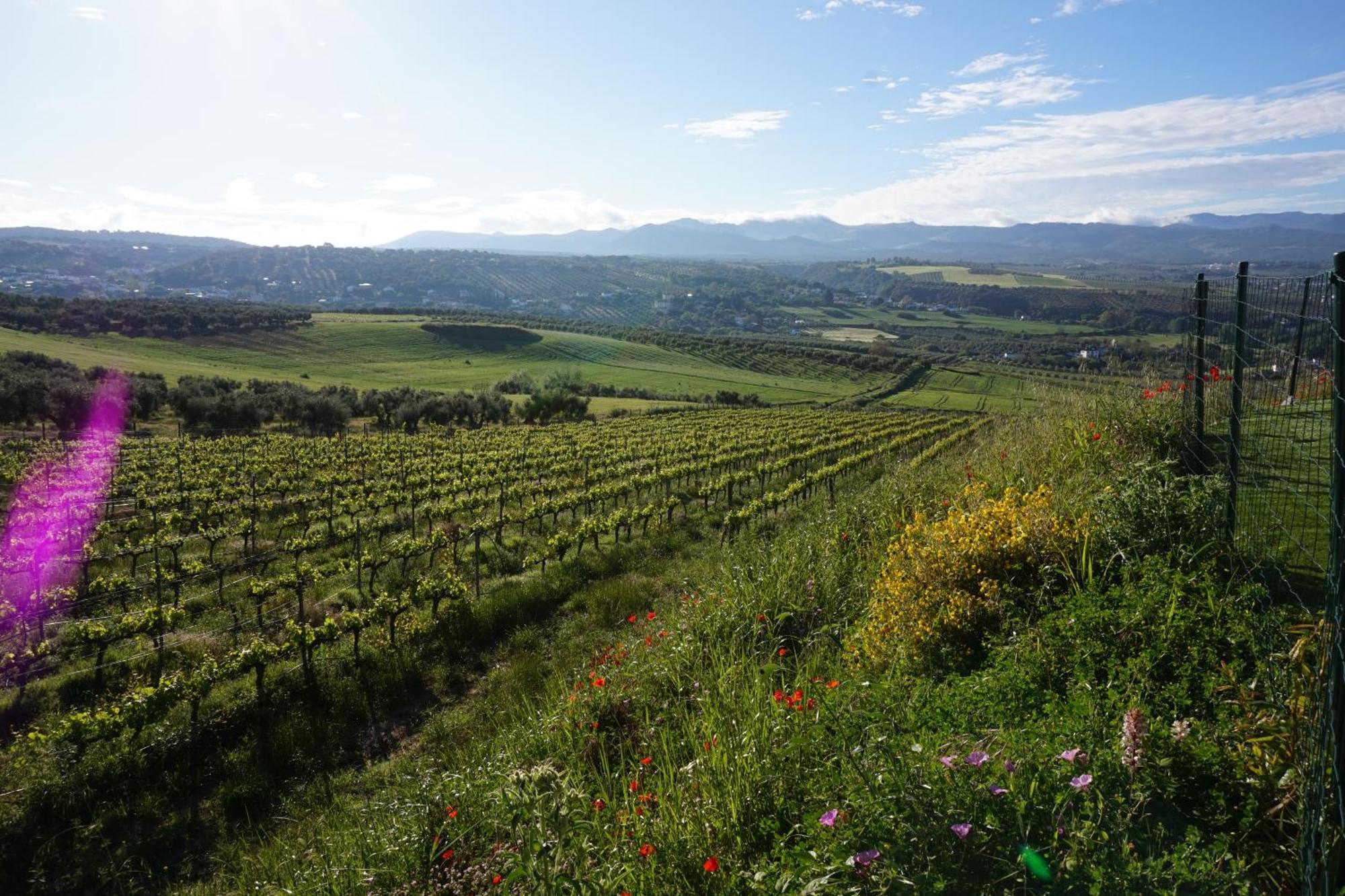 Bodegas Morosanto Lejlighed La Cimada Eksteriør billede